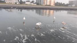 Seagulls fighting over a clamshell at the edge of the Atlantic Ocean. Part 2