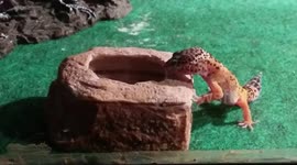 Cute leopard geckos walk around and eat mealworms. Great for observing behavior!