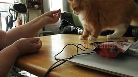 Sit Cat. Good Cat.