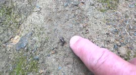 Swarm of tiny baby frogs