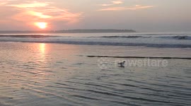 Seagull in early morning waves at Old Orchard Beach, ME USA