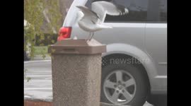 Seagull VS McDonald's Trash  NEVER GIVE UP