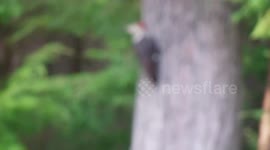 Pileated Woodpecker Eating bugs off a Tree Stump