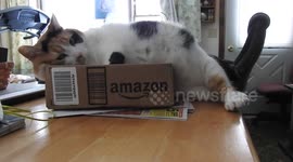 Cat Fail. Falls out of box