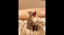 Cat yawn