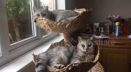 Just two cute cats!