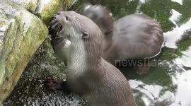 Just an otter playing with an apple