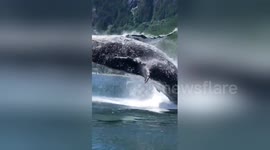 Humpback whale breaches just feet away from boat