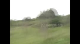 Lions killing an Impala