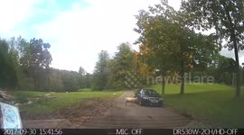 Sheep getting startled by a pheasant