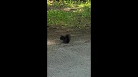 Squirrel eating food in Stanley Park