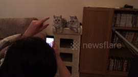 Life of a cat model
