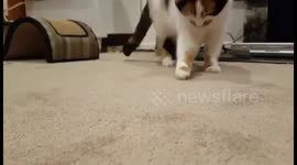 Cat is confused by bug