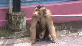 Monkeys get angry when protest work with no fed