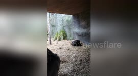 Newsflare Edit - gorilla 69