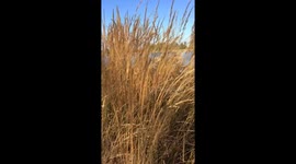 Tall grass in wind