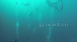Swimming with whale sharks