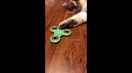Fidget spinning cat