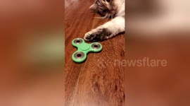 Newsflare Edit - Fidget spinning cat