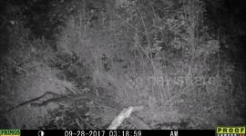 bat shadow it seems 28Sept2017