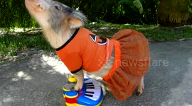 Pig Play Piano in Halloween costume