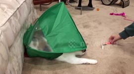 Cat Uses Tent as Disguise