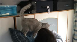 Scaredy cats rescued with pillow