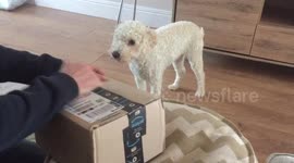 Dog gets a toy giraffe and is very happy