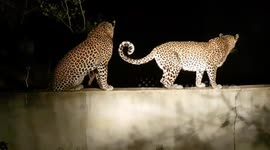 Two leopards meet to mate in Nottens Bush Camp near Kruger