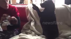 Dog meets baby for first time