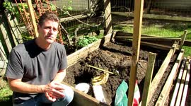 Using Whole Eggs and Bananas as Organic Fertilizer for Tomato Plants: Using Compost Holes