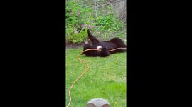 Naughty bear cub plays with garden hose