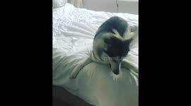 Husky Zoomies!