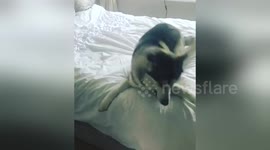 Newsflare Edit - Husky Zoomies!