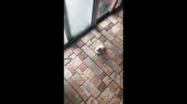 Bird walks around with the dogs