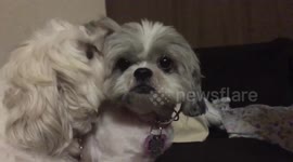 Cute Rescued Dog Annoys Her Sister With Affection