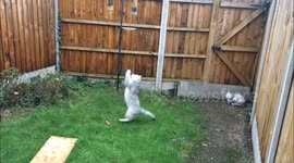 Leaping to catch flies