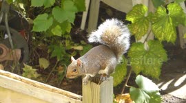 Grey squirrel alarm call