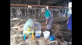 España. Spain. Galicia. Roxica. Calf birth dead cow. 2015 (1)