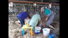 España. Spain. Galicia. Roxica. Calf birth dead cow. 2015 (2) Caesarean section