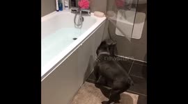 Frenchbulldog wants a bath.