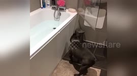 Newsflare Edit - Frenchbulldog wants a bath.