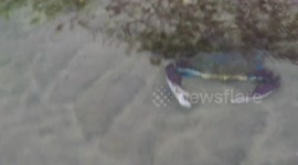 Purple crab tries to grab camera with pincers