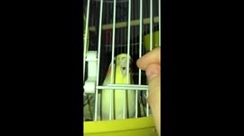 Cockatiel singing to owner