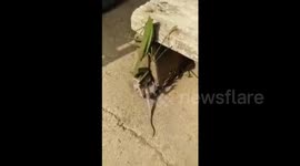 Praying mantis attacks rat