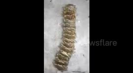 Crabs 'march' in unison