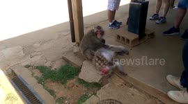 Arashiyama monkey park Kyoto Japan grooming and relaxing