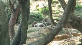 Baby monkey learning to groom with family