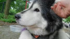 Happy 13th Birthday Pinga In Memory of Our Alaskan Malamute