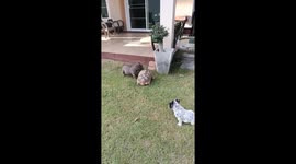 Bossy pet tortoise chases away two bulldogs